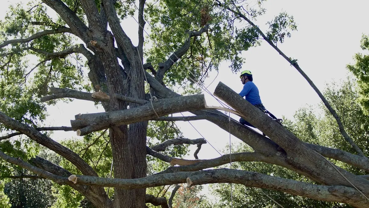 Professional Crown Thinning performed by certified arborists in Bypro